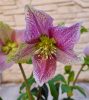 Keleti hunyor - Helleborus Orientalis - Lilásan erezett virággal