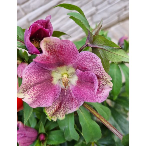 Hunyor - Helleborus × hybridus Harvington pink