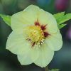 Hunyor - Helleborus × hybridus "Golden Sunrise"