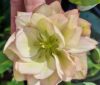 Hunyor - Helleborus x Hibridus- Golden Lotus