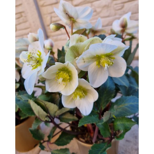 Hunyor - Helleborus x ericsmithii "Snow Rose"