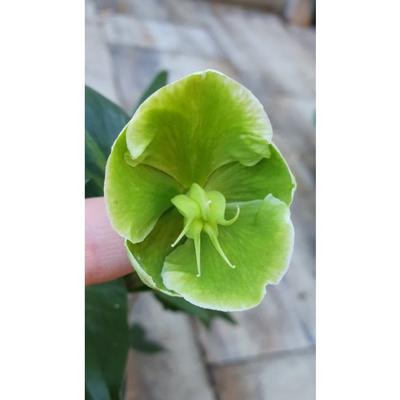 Zöld virágú Hunyor - Helleborus