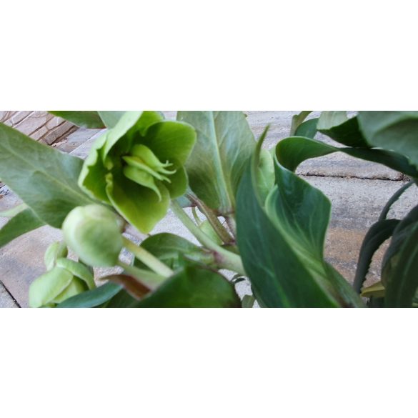 Zöld virágú Hunyor - Helleborus