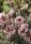 Hólyagvessző  - Physocarpus opulifolius 'Little Devil'