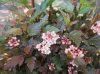 Hólyagvessző  - Physocarpus opulifolius 'Little Devil'