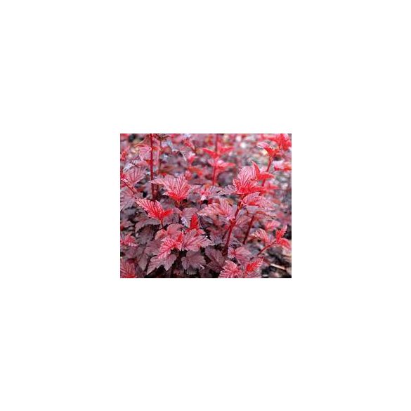 Hólyagvessző - Physocarpus opulifolius 'Red Baron' 