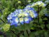 Kerti Hortenzia " Black Steel Blue" - Hydrangea macrophylla