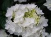 Kerti Hortenzia " COCO " - Hydrangea macrophylla