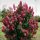 Bugás hortenzia - "Fire Light" - Hydrangea Paniculata