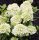 Bugás hortenzia - "Little Passion" - Hydrangea Paniculata