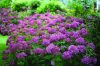 Cserjés hortenzia " Bella Ragazza Mauvette" - Hydrangea Arborescens