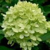 Bugás hortenzia - "Little Lime" - Hydrangea Paniculata - 6L