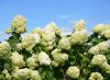 Bugás hortenzia - "Hercules" - Hydrangea Paniculata - 6L