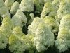 Bugás hortenzia - " Silver Dollar" - Hydrangea Paniculata - 2L