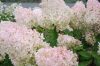 Bugás hortenzia - " Silver Dollar" - Hydrangea Paniculata - 2L
