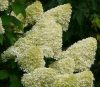 Magastörzsű bugás hortenzia " Limelight" - Hydrangea Paniculata 