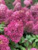 Bugás hortenzia - "Pinkachu" - Hydrangea Paniculata 