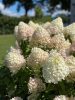 Bugás hortenzia - "Pinkachu" - Hydrangea Paniculata 