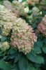 Bugás hortenzia - "Limelight Prime" - Hydrangea Paniculata
