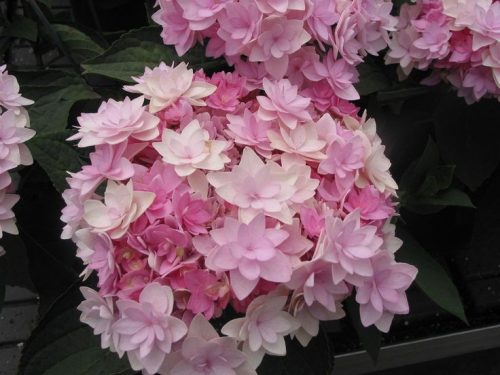Kerti Hortenzia " Romance Pink" - Hydrangea macrophylla