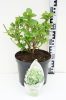 Kerti Hortenzia " Verdi" - Hydrangea macrophylla