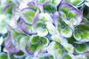Hydrangea Magical For Sensation "Evolution Blue"  - Mágikus Hortenzia