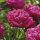 Illatos cseresznyepiros bazsarózsa - Paeonia lactiflora 'Karl Rosenfield'