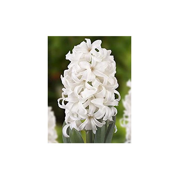 Jácint - fehér - Hiacinthus Orientalis