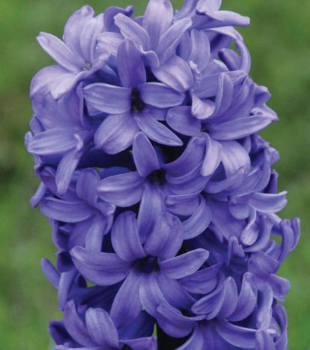 Jácint - kék - Hiacinthus Orientalis