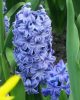 Jácint - kék - Hiacinthus Orientalis