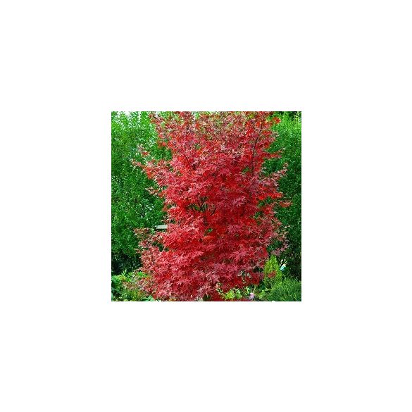 Acer palmatum 'Little Red' – Japán juhar cserje 
