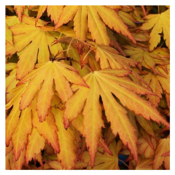 Acer palmatum ‘Orange Dream’ – Japán juhar cserje