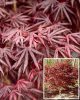 Acer palmatum Trompenburg - Japán juhar cserje