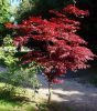 Acer palmatum "Atropurpureum" - Japán juhar cserje