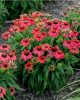 Piros virágú Kasvirág - Echinacea Purpurea "Lakota Red"