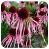 Halvány kasvirág - Echinacea pallida - cs9