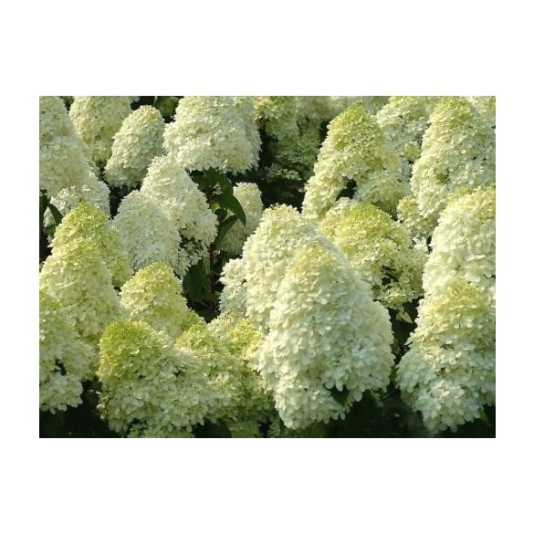 Bugás hortenzia - "Silver Dollar" - Hydrangea Paniculata