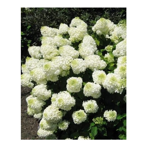 Bugás hortenzia - "Silver Dollar" - Hydrangea Paniculata