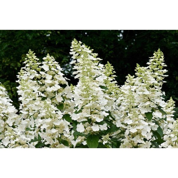 Bugás hortenzia - "Floribunda" - Hydrangea Paniculata