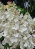 Bugás hortenzia - "Mathilde" - Hydrangea Paniculata