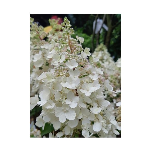 Bugás hortenzia - "Mathilde" - Hydrangea Paniculata