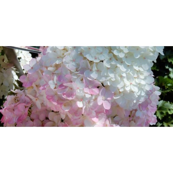 Bugás hortenzia - "Magical Andes" - Hydrangea Paniculata