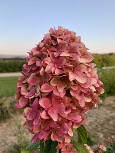 Bugás hortenzia - "Magical Candle" - Hydrangea Paniculata