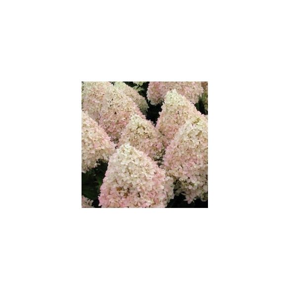 Bugás hortenzia - "Magical Summer" - Hydrangea Paniculata