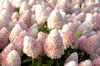 Bugás hortenzia - "Magical Summer" - Hydrangea Paniculata
