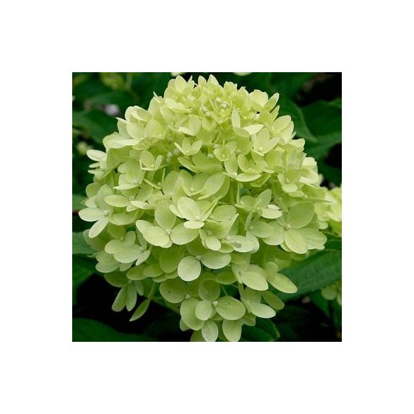 Bugás hortenzia - "Little Lime" - Hydrangea Paniculata