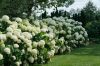 Cserjés Hortenzia " Strong Annabelle" - Hydrangea Arborescens-5L