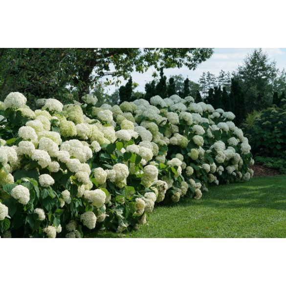 Cserjés Hortenzia " Strong Annabelle" - Hydrangea Arborescens