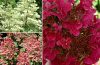 Bugás hortenzia - "Wims Red" - Hydrangea Paniculata - 6L