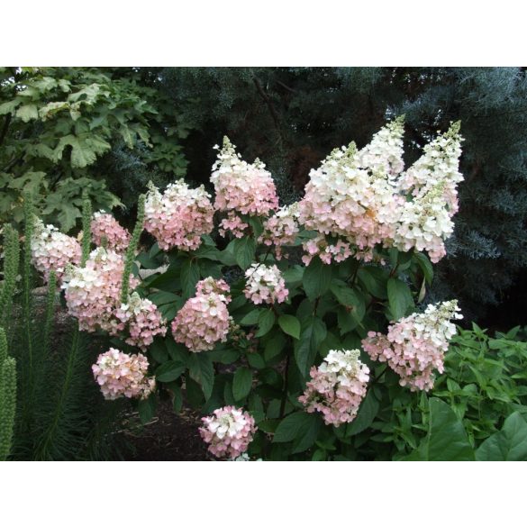 Bugás hortenzia - "Pink Lady" - Hydrangea Paniculata